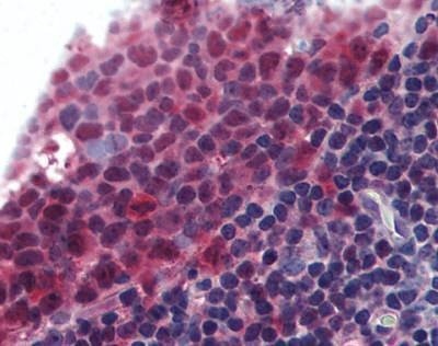 Anti-BAFF (aa254-269) Antibody