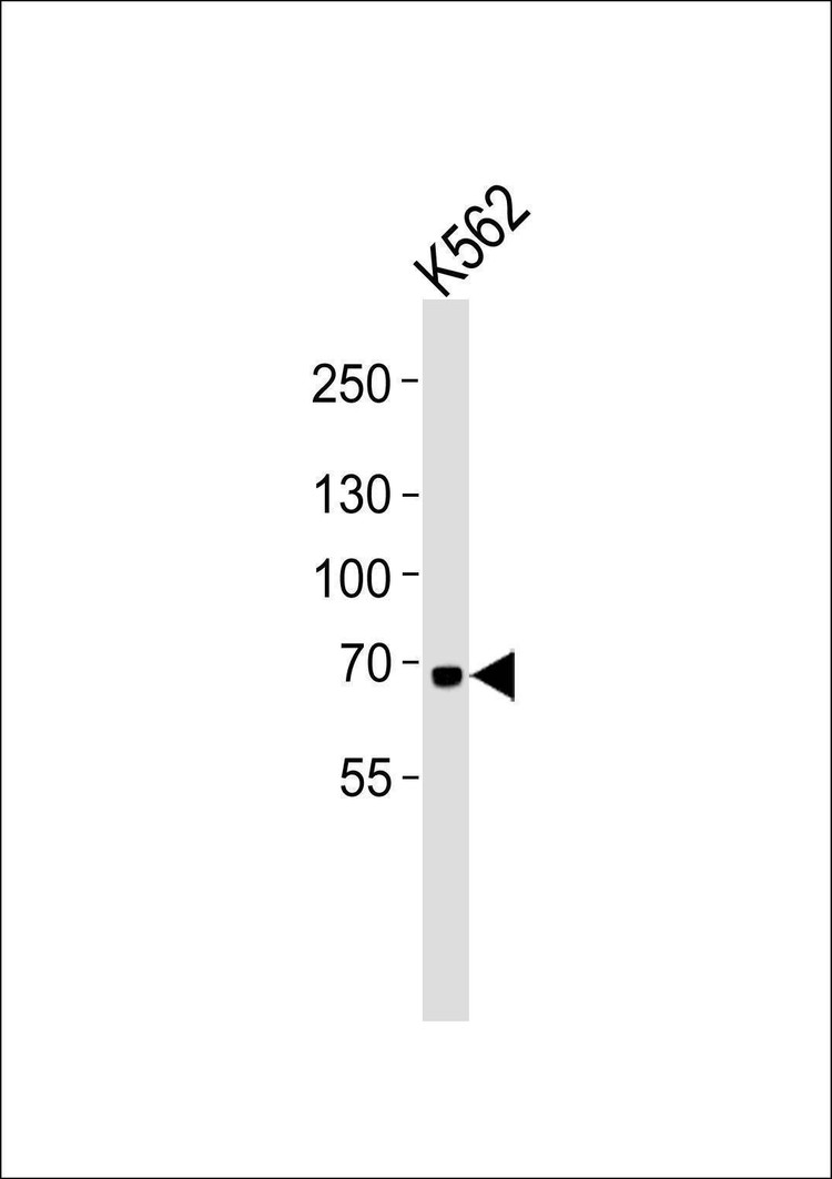 Anti-LTF Antibody