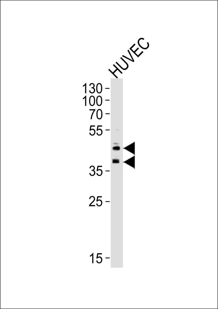 Anti-CD34 (Center) Antibody