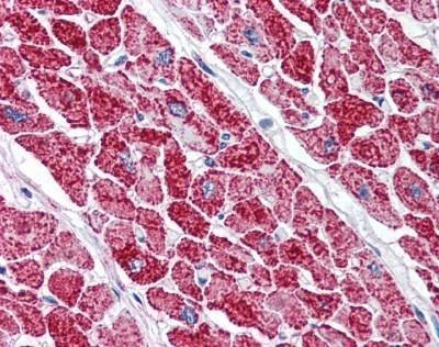 Anti-VDAC2 (C-term) Antibody