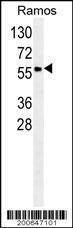 Anti-SPA9 (N-term) Antibody