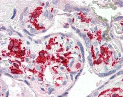 Anti-AIF1 / IBA1 (Internal) Antibody