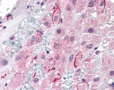 Anti-Osteopontin (C-term) Antibody