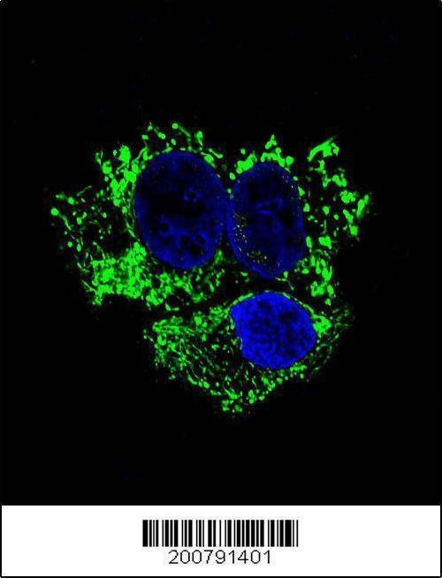 Anti-ALDH2 Antibody
