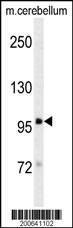 Anti-DLG4 (C-term) (Rat) (Ascites) Antibody