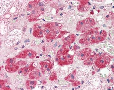 Anti-CD73 (aa27-252) Antibody