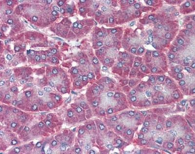 Anti-CD73 (aa27-252) Antibody