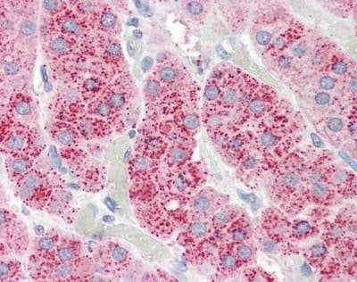 Anti-WNT3 (Internal) Antibody