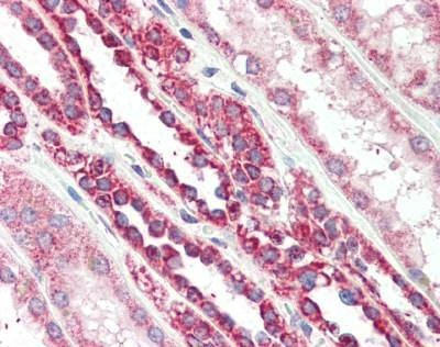 Anti-TSPO (C-term) Antibody