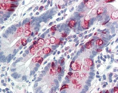 Anti-Mucin 2 / MUC2 Antibody