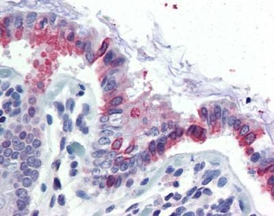 Anti-GCNT3 (N-term) Antibody