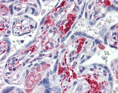 Anti-CD73 (C-term) Antibody