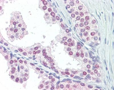 Anti-UBC / Ubiquitin C (C-term) Antibody