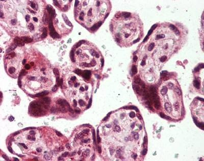 Anti-USP2 (C-term) Antibody