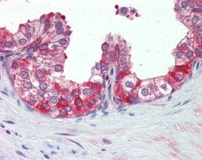 Anti-Heat Shock Protein 90 (aa250-325) Antibody
