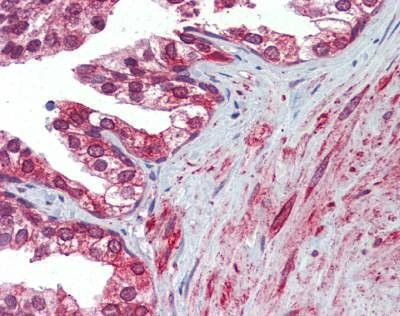 Anti-Canine Calnexin Antibody