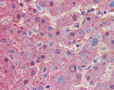 Anti-Serum Albumin Antibody