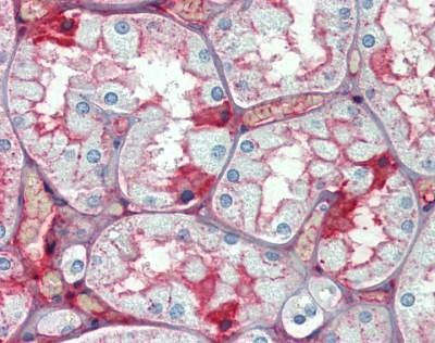 Anti-Serum Albumin Antibody