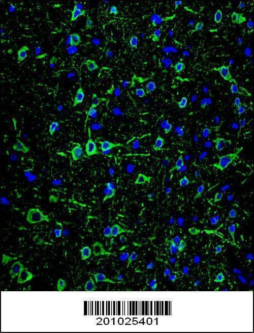 Anti-MAP2 (Ascites) Antibody