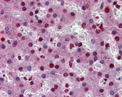 Anti-STAT3 Antibody