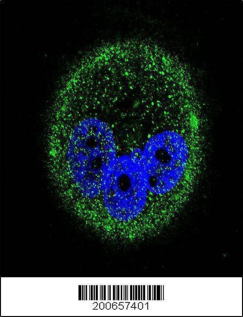 Anti-MAPK15 Antibody