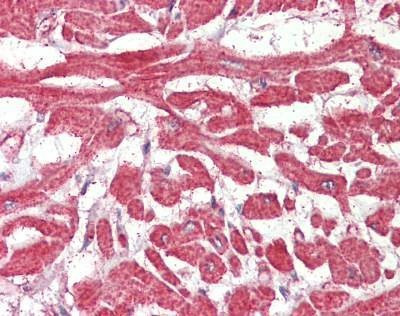 Anti-FABP7 / BLBP (C-term) Antibody