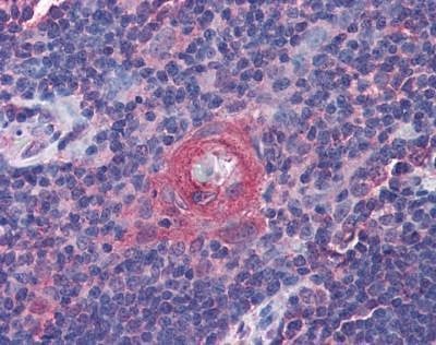 Anti-ICOS (Internal) Antibody