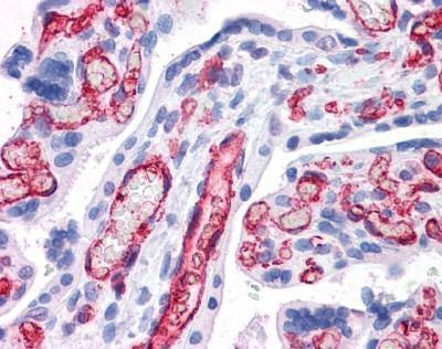 Anti-FCGR2B / CD32 (C-term) Antibody