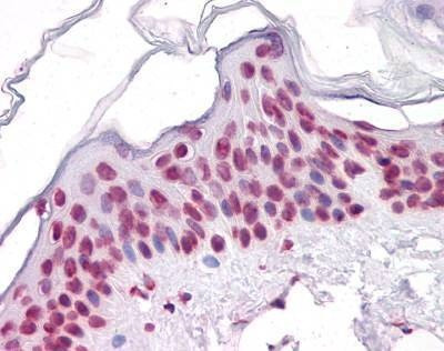 Anti-SIRT1 Antibody