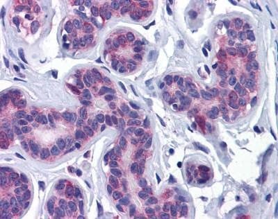 Anti-AKT3 (aa119-136) Antibody