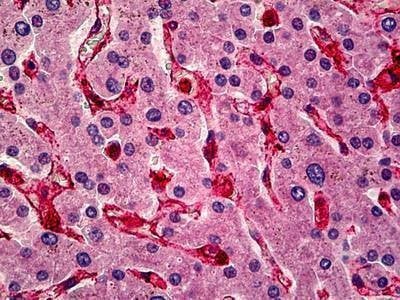 Anti-Caveolin-1 (C-term) Antibody