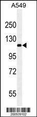 Anti-RET (Ascites) Antibody