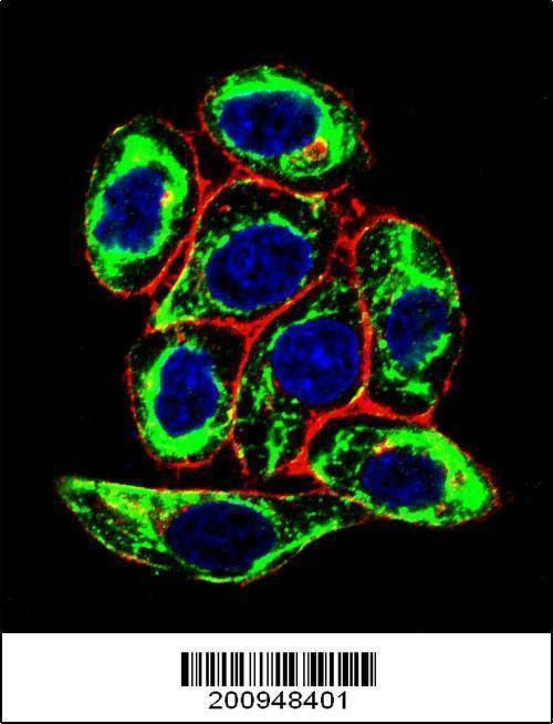 Anti-PAX6 (Ascites) Antibody