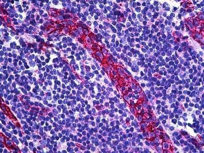 Anti-CD31 (C-term) Antibody