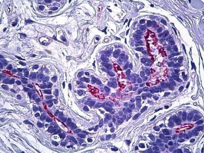 Anti-Ezrin/Radixin/Moesin (C-term) Antibody