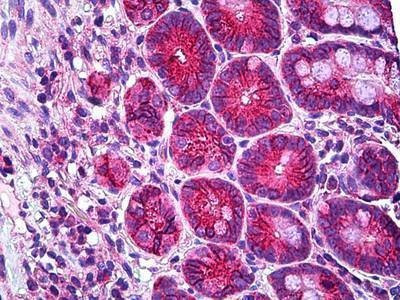 Anti-TTF / RHOH (C-term) Antibody