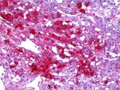 Anti-Neuropeptide Y / NPY Antibody