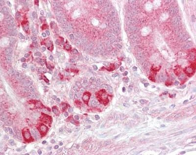 Anti-TRAF1 (C-term) Antibody