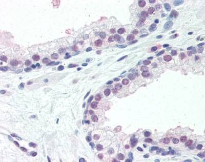Anti-ISG15 (N-term) Antibody