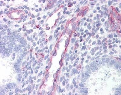 Anti-SDC4 / Syndecan 4 (aa1-50) Antibody