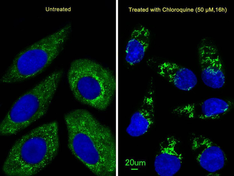 Anti-ATG4D Antibody