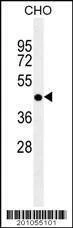 Anti-DPF2 (Ascites) Antibody