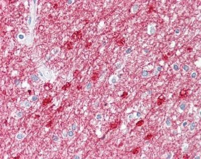 Anti-SC1 / TCF-19 (aa259-274) Antibody