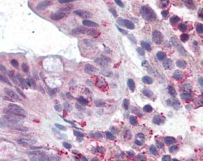 Anti-GPR49 / LGR5 Antibody