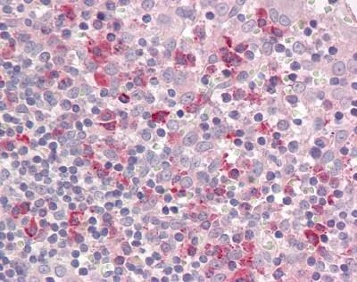 Anti-CD305 / LAIR-1 (Internal) Antibody