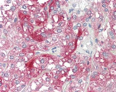 Anti-NXPH1 (Internal) Antibody