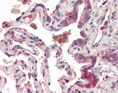 Anti-OXR1 (Internal) Antibody