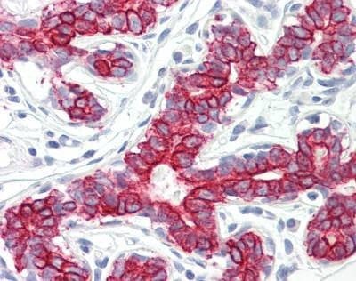 Anti-PEX7 (Internal) Antibody