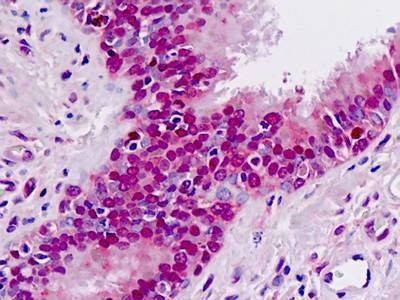 Anti-MAT / MAT1A (aa114-144) Antibody