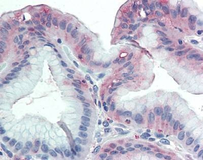 Anti-GLG1 / MG160 (Internal) Antibody
